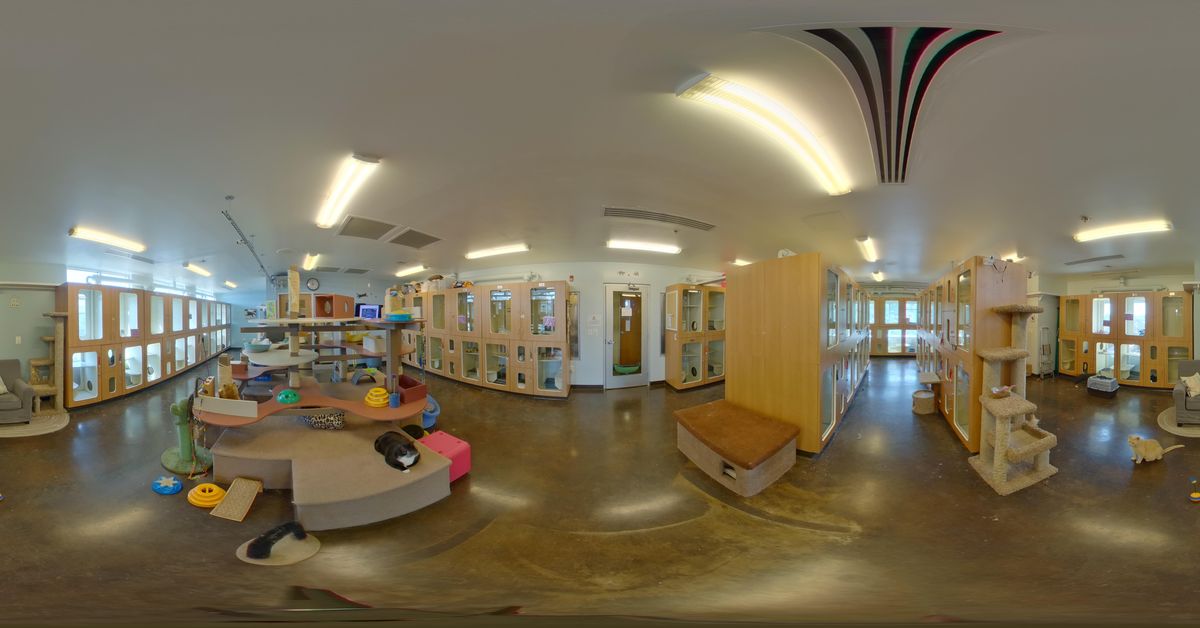 Olde Towne Pet Resort Dulles Cattery