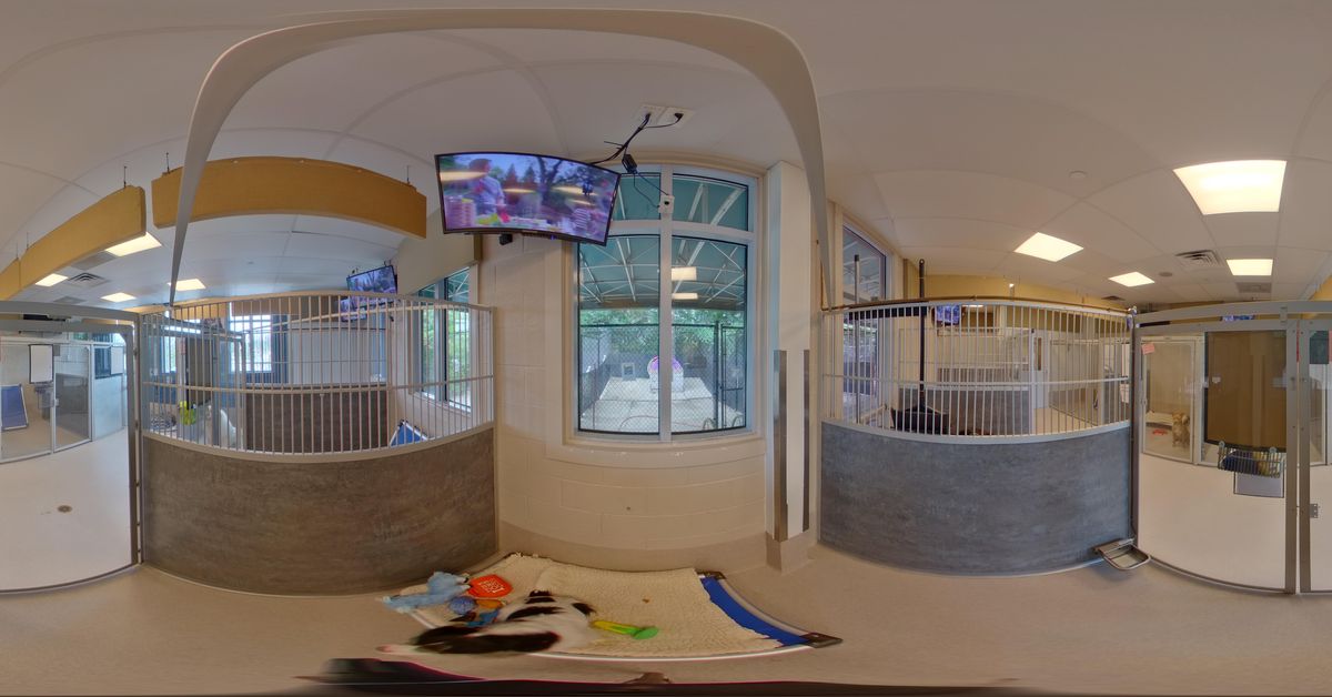 Olde Towne Pet Resort Springfield Luxury